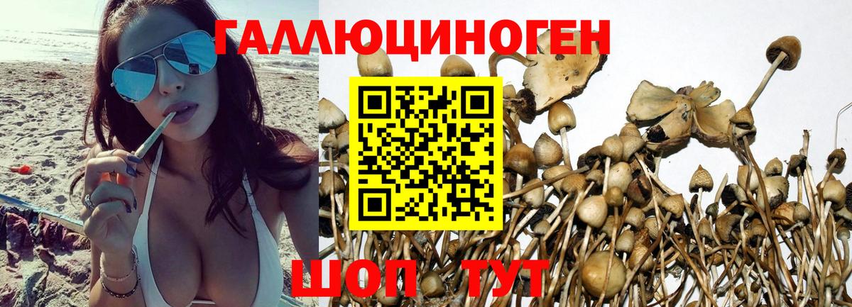 Вятские Поляны  Галлюциногенные грибы мицелий  Вход с VPN  Псилоцибиновые грибы Psilocybine cubensis 